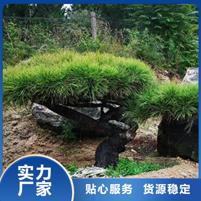 生產造型黑松_誠信企業(yè)本地制造商