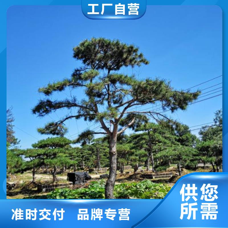 造型松廠家現(xiàn)貨定做一件也發(fā)貨