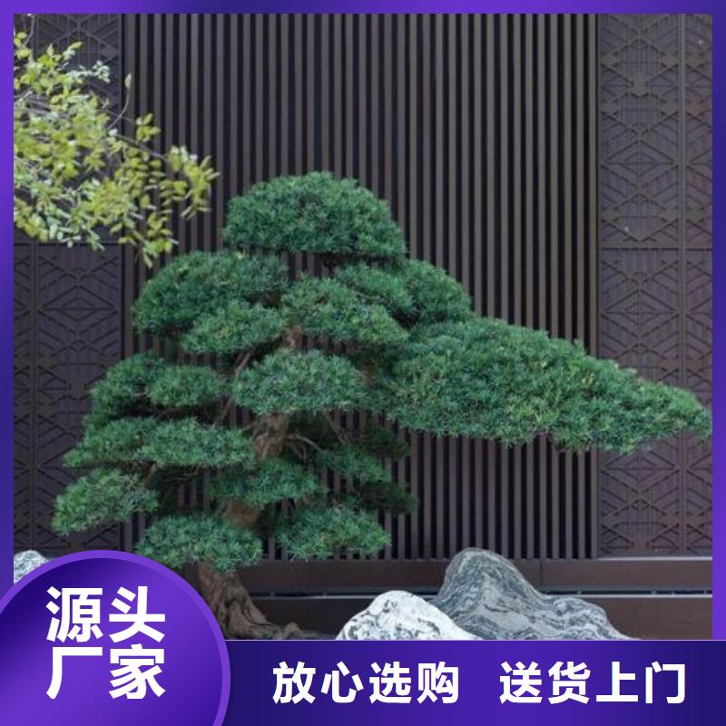 黑松廠家_咨詢優(yōu)惠全新升級品質保障