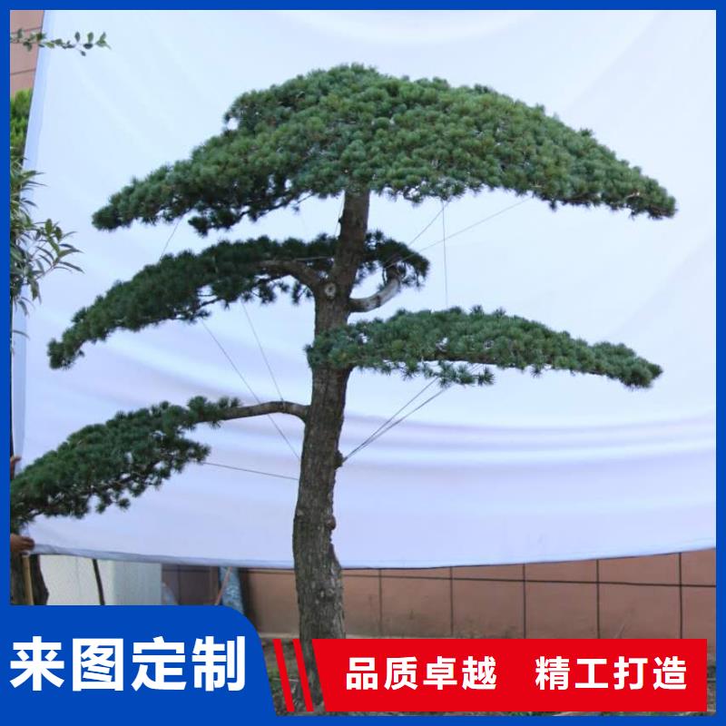 造型松造型池松品質(zhì)不將就量大更優(yōu)惠