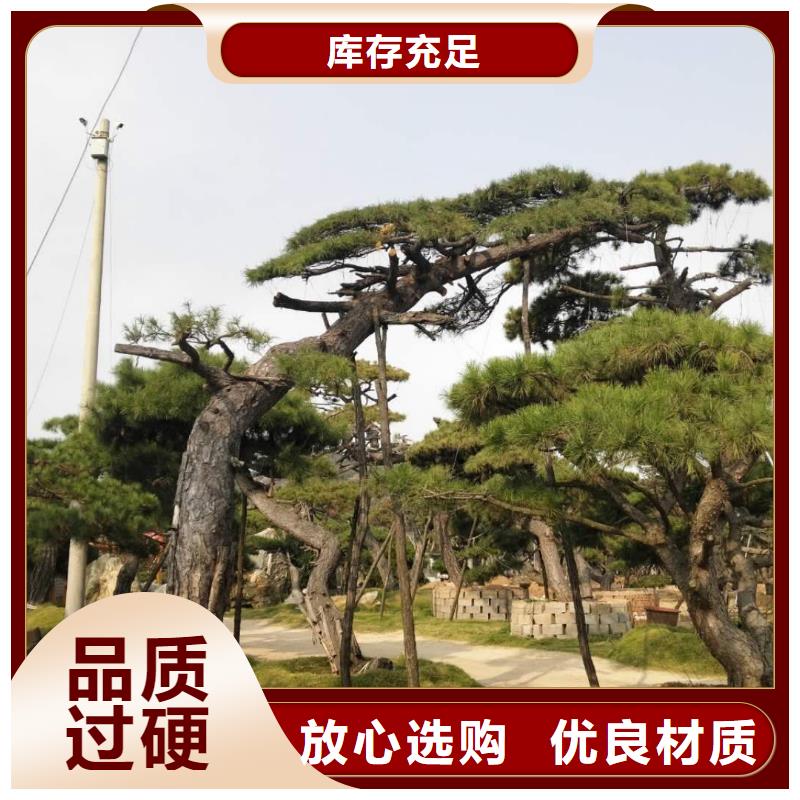 油松廠家，基地質量優(yōu)價格低