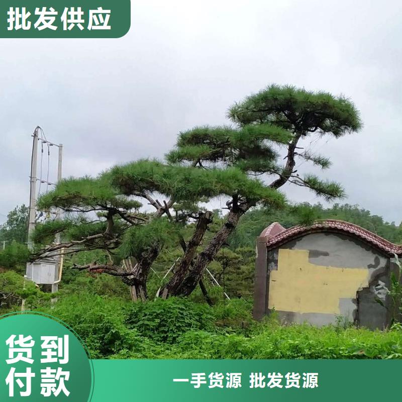 白沙縣生產(chǎn)異型松的批發(fā)商來圖來樣定制