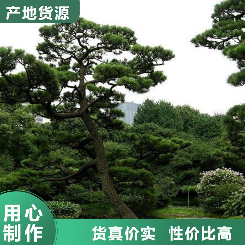 造型油松-造型油松經(jīng)驗豐富當(dāng)?shù)亟?jīng)銷商