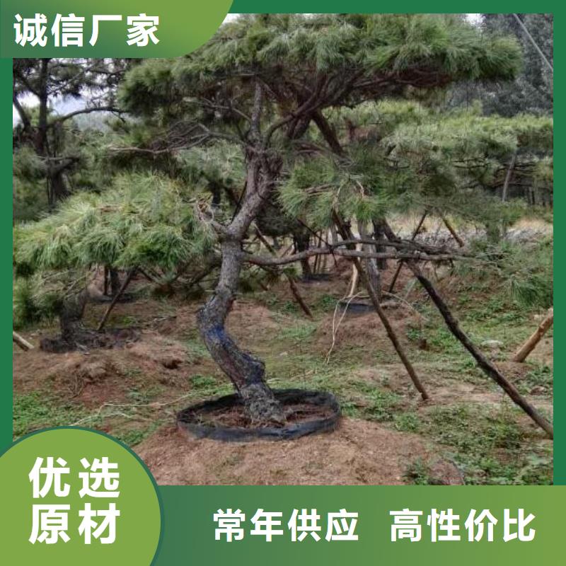 黑松源頭廠家價(jià)格優(yōu)惠全品類現(xiàn)貨