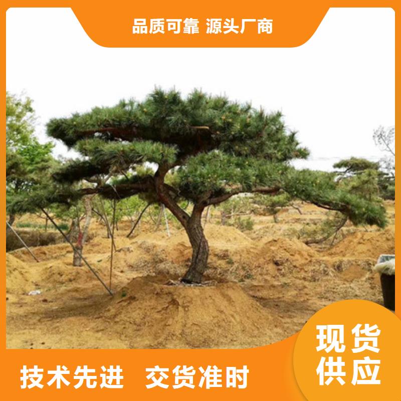 #造型油松#-廠家直銷實時報價