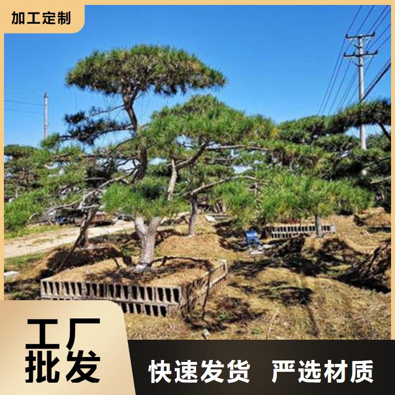 山東造型油松-造型油松免費(fèi)寄樣當(dāng)?shù)貜S家