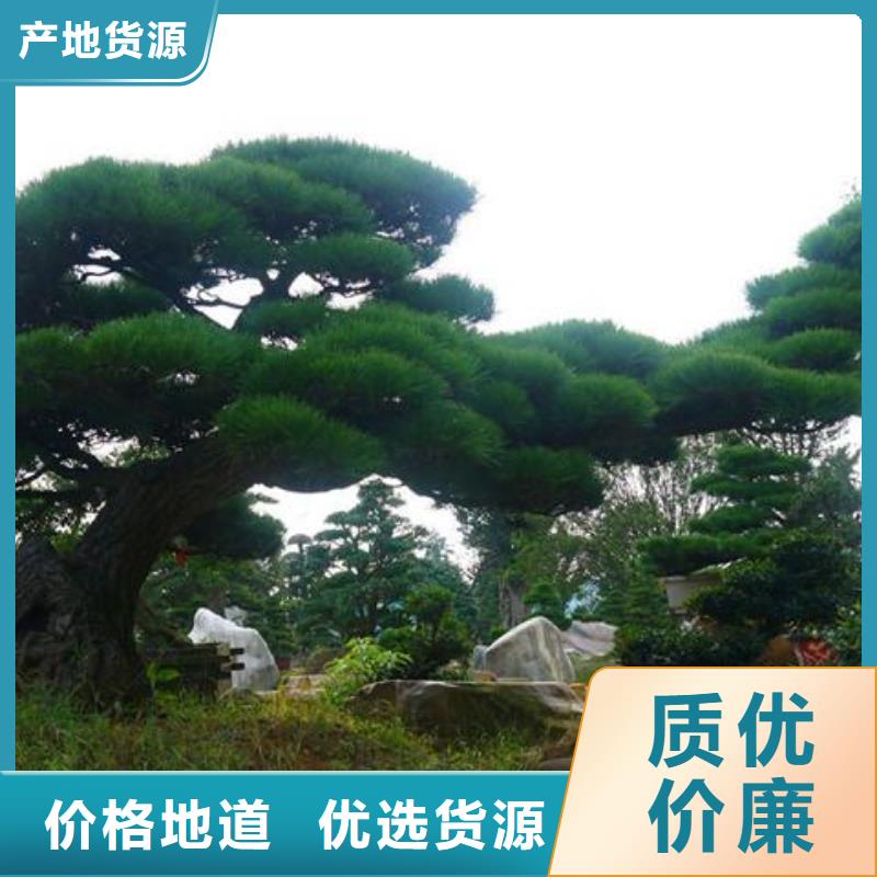 景觀松價格-可按需定做安裝簡單