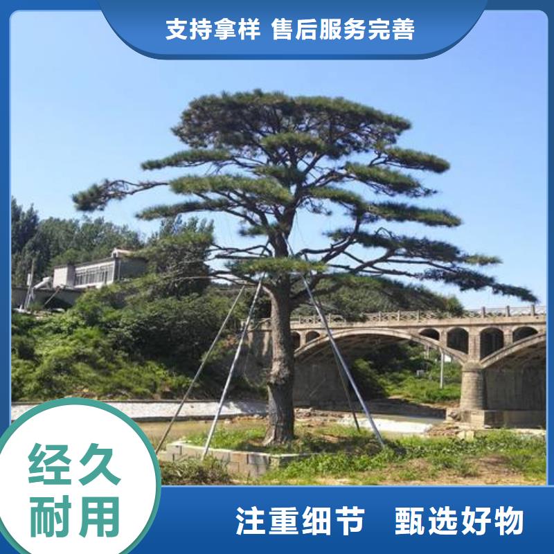 泰山風(fēng)景松商家優(yōu)選當(dāng)?shù)胤?wù)商