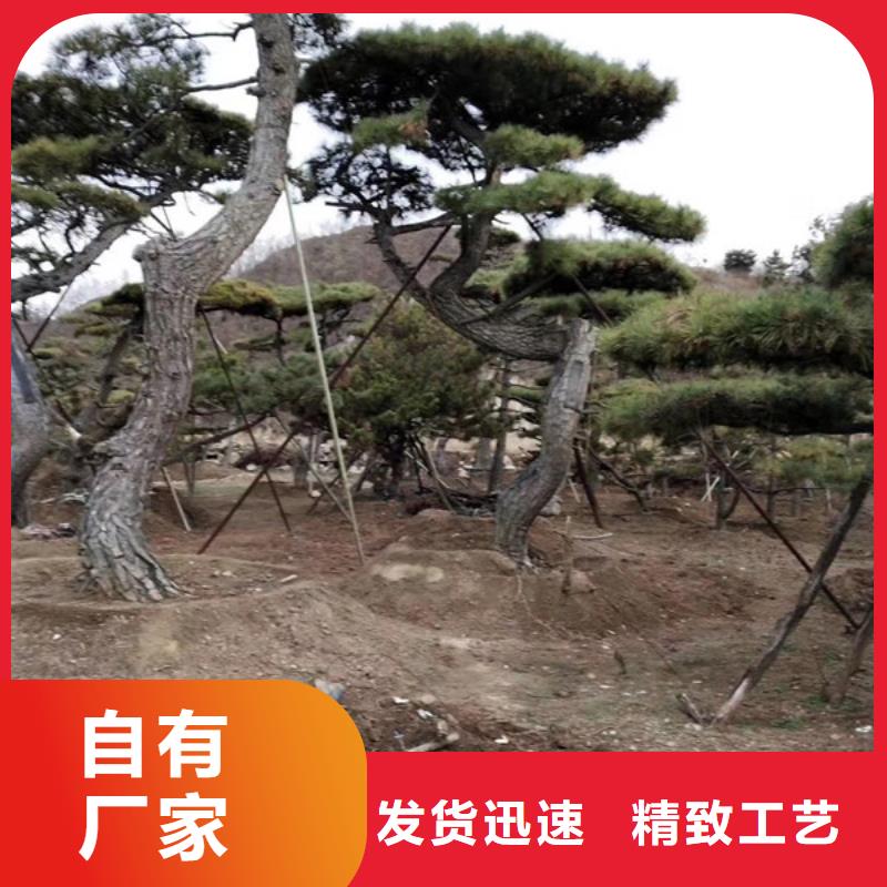 泰山松廠家現(xiàn)貨直銷本地制造商