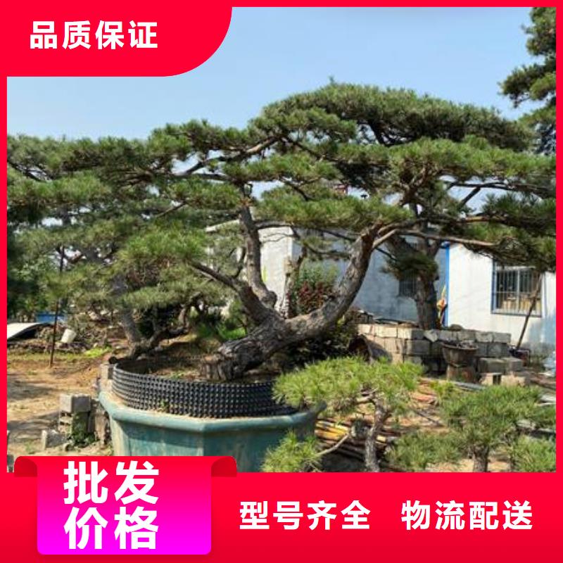 服務(wù)周到的景觀松銷售廠家品牌專營