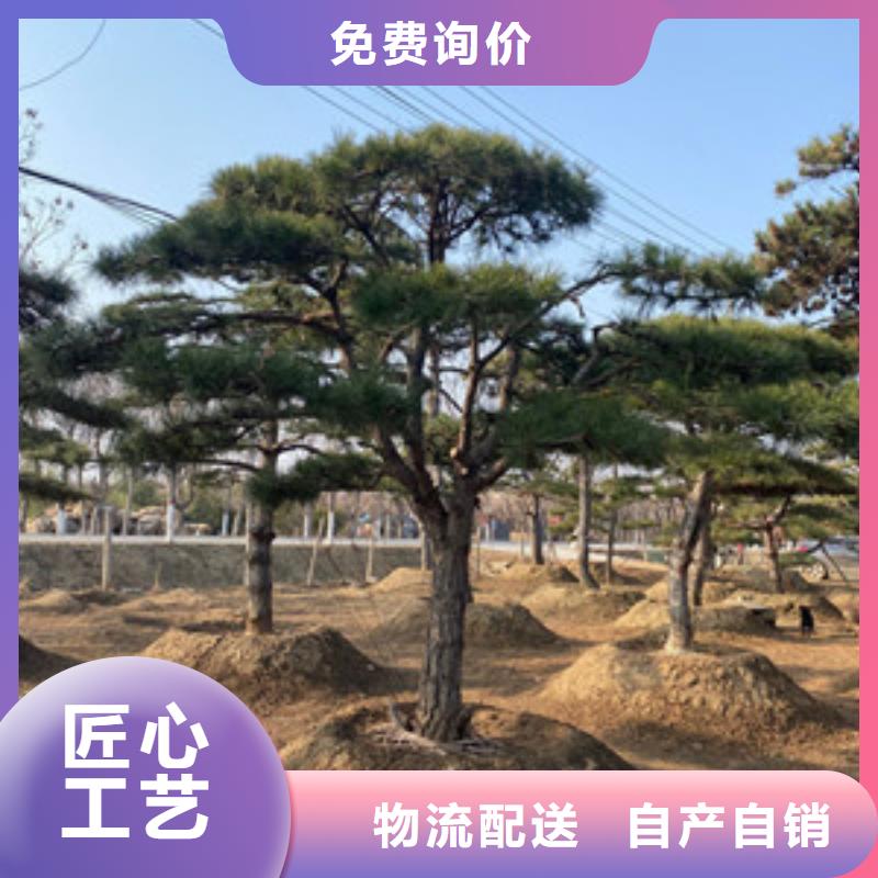 供應(yīng)批發(fā)造型松-現(xiàn)貨供應(yīng)一件也發(fā)貨