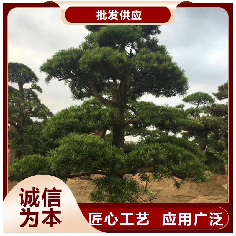 質(zhì)優(yōu)價廉的造型松供貨商重信譽(yù)廠家