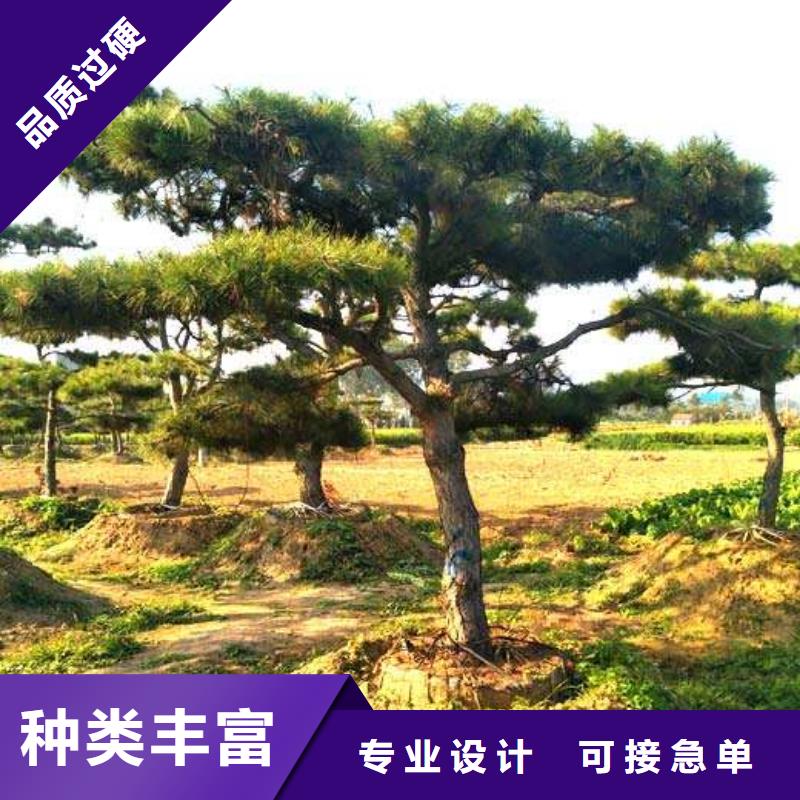 造型黑松大量供應(yīng)本地經(jīng)銷商