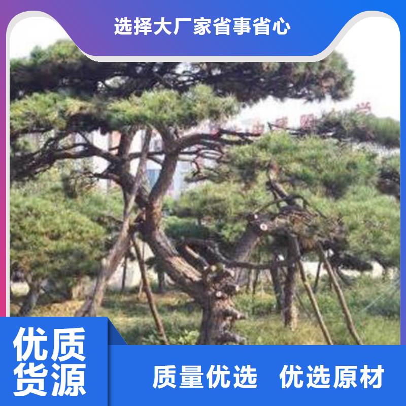 #造型油松#到廠參觀本地制造商