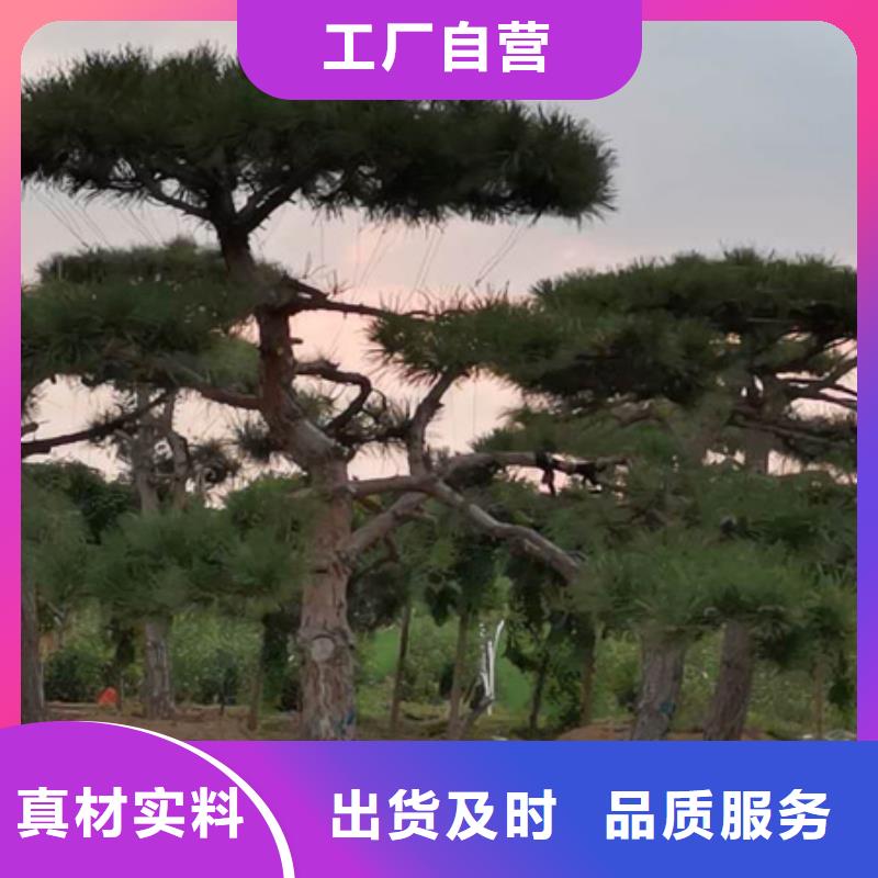 #造型油松#-廠家直銷嚴(yán)格把控質(zhì)量