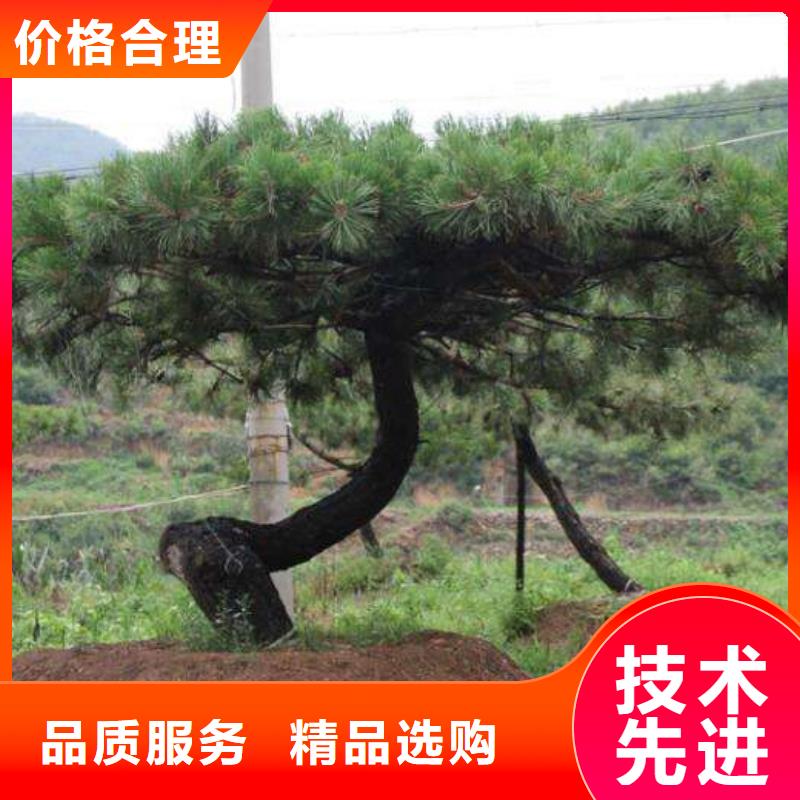 #造型油松#選擇我們歡迎來廠考察