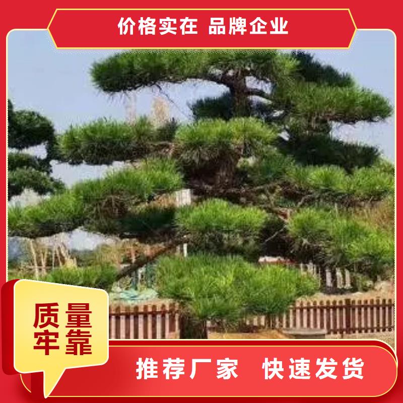服務(wù)周到的造型景松批發(fā)商同城制造商