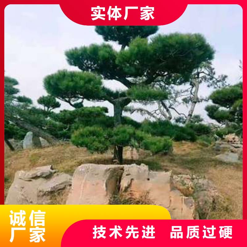 造型油松租賃價格透明