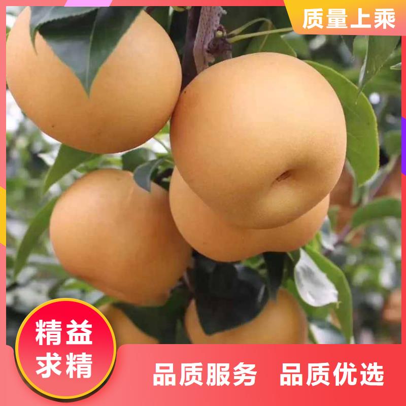 秋月梨苗批发厂家批发价