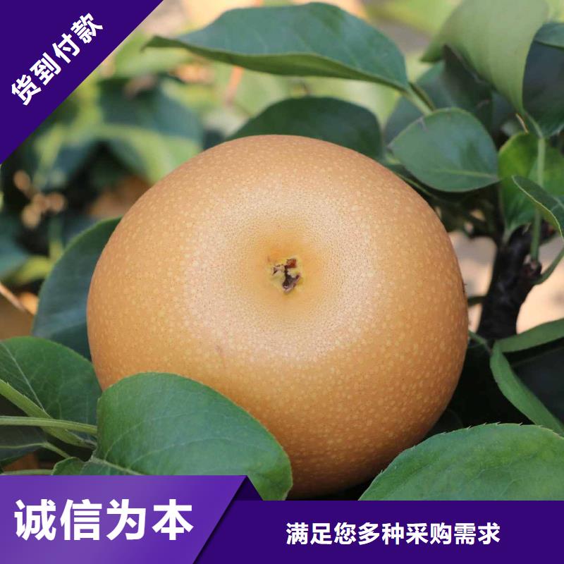 秋月梨树苗种植基地产地厂家直销