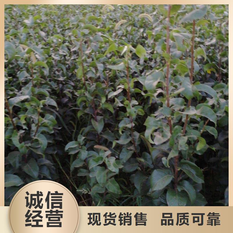 秋月梨树苗批发低价同城经销商