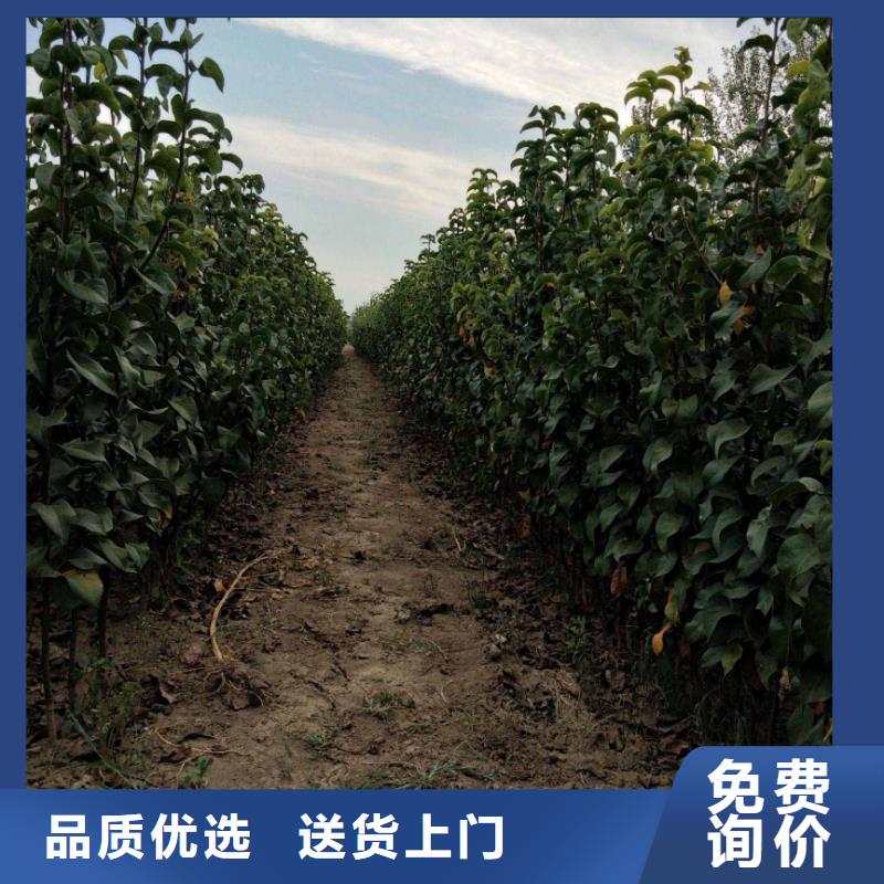 秋月梨树苗多少钱一棵市场行情