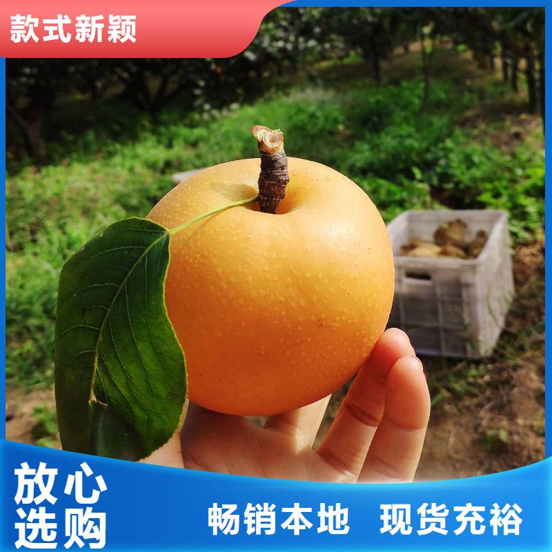 秋月梨苗产地严格把控每一处细节