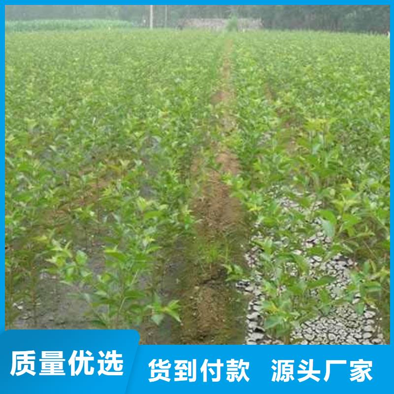 秋月梨樹(shù)苗批發(fā)多少錢(qián)大量現(xiàn)貨供應(yīng)