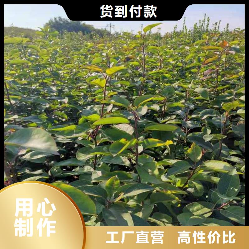 秋月梨树苗一亩地种植利润本市供应商