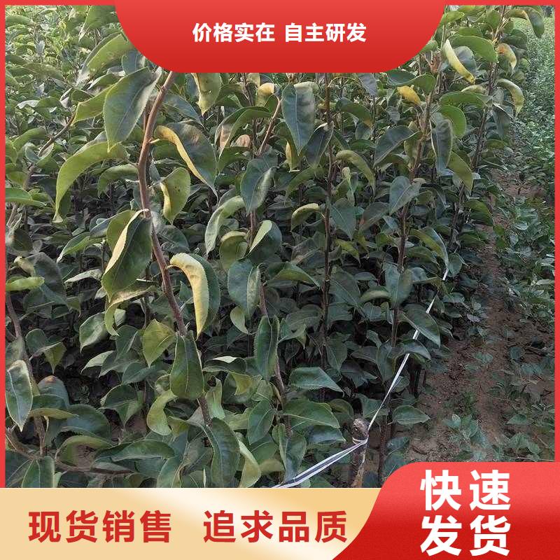 梨杜梨苗产地货源本地生产商
