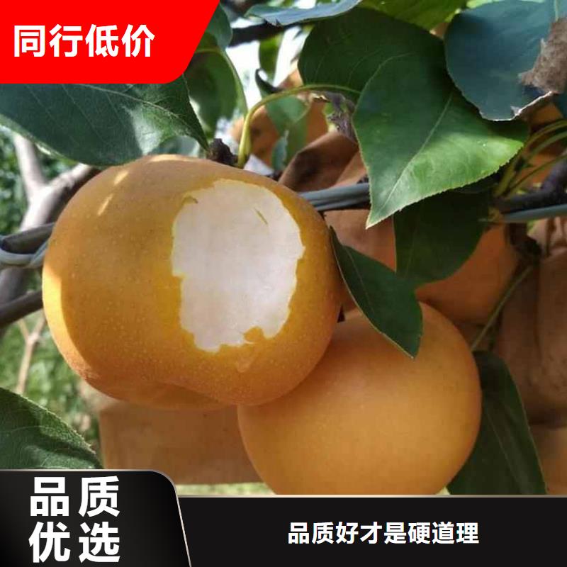 秋月梨种植苗报价本地经销商
