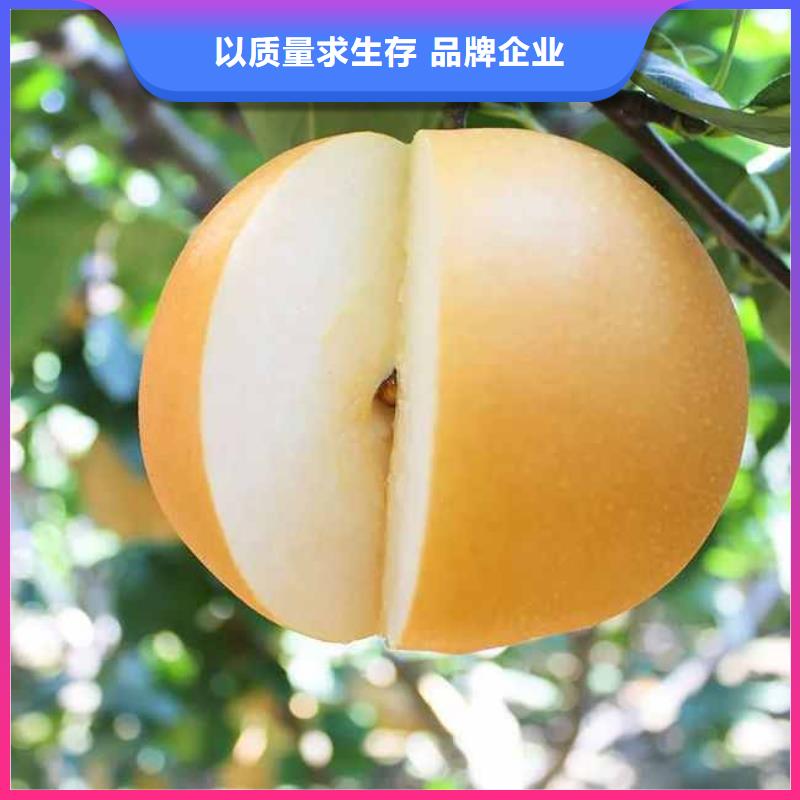秋月梨苗哪里的数量大当地供应商
