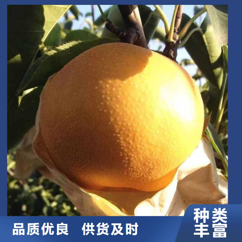 秋月梨种植苗批发价格随到随提