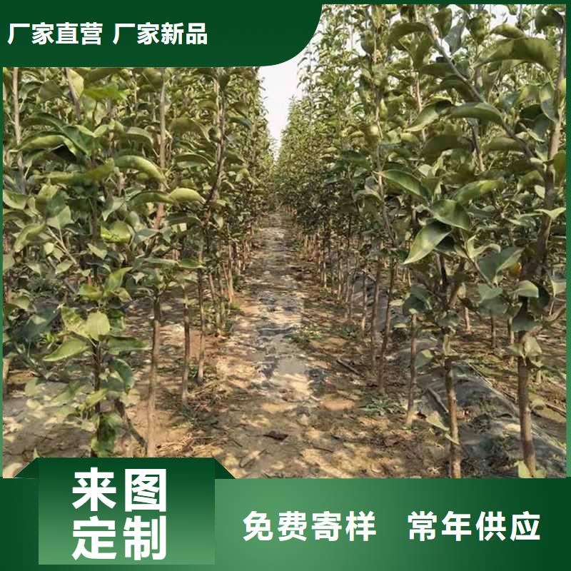 梨瑞蟠101桃树苗源头厂家供应性价比高