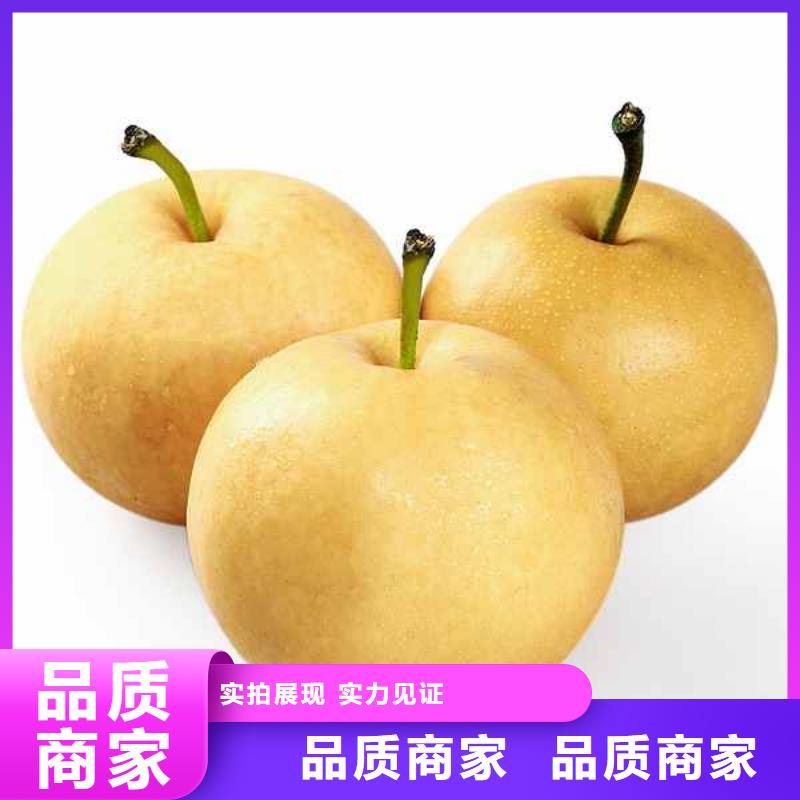 秋月梨树苗合作社甄选好厂家