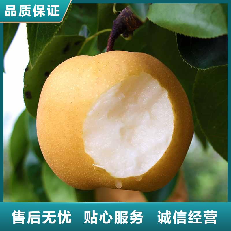【梨毛桃苗品质过硬】当地厂家值得信赖