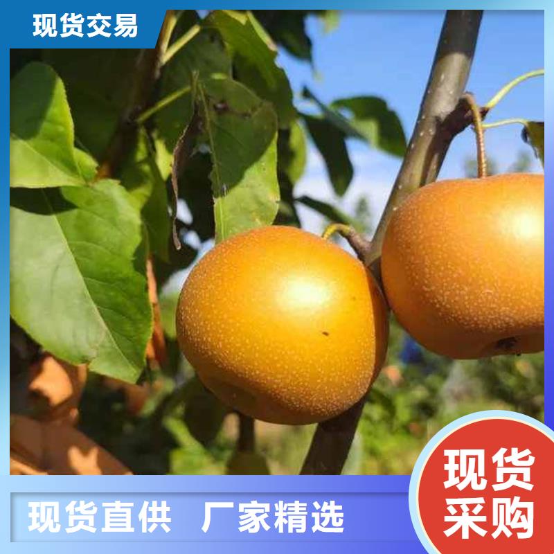 秋月梨樹苗品種介紹同城制造商