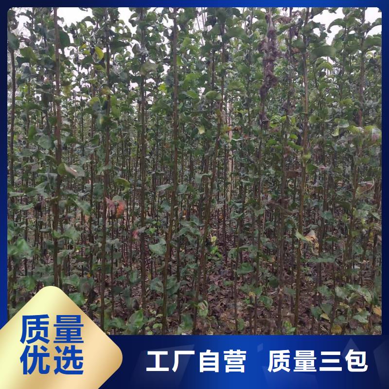 秋月梨樹(shù)苗種植方法及時(shí)間同城生產(chǎn)商