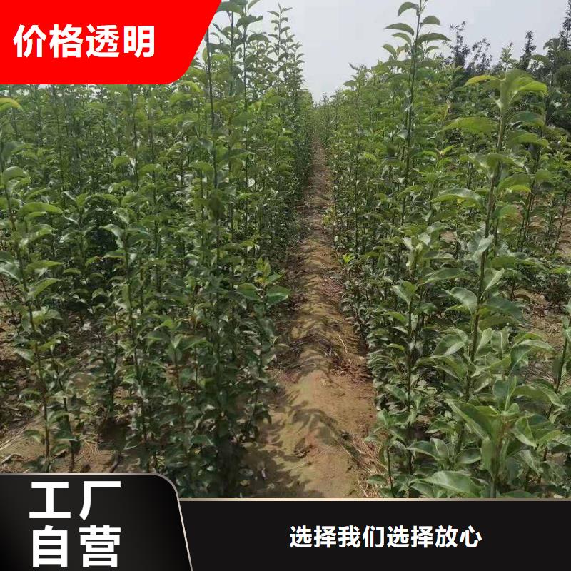 梨,瑞蟠101桃树苗产品细节参数现货快速采购