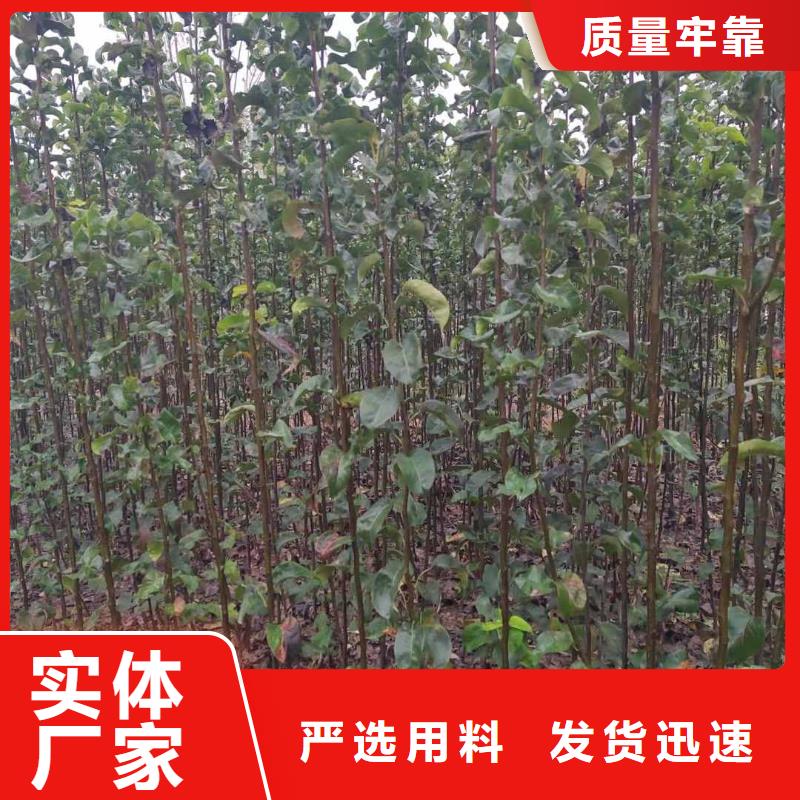 秋月梨苗病虫防治好货有保障