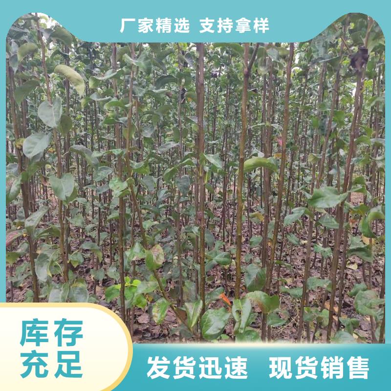 秋月梨种植苗苗木经销处省心又省钱