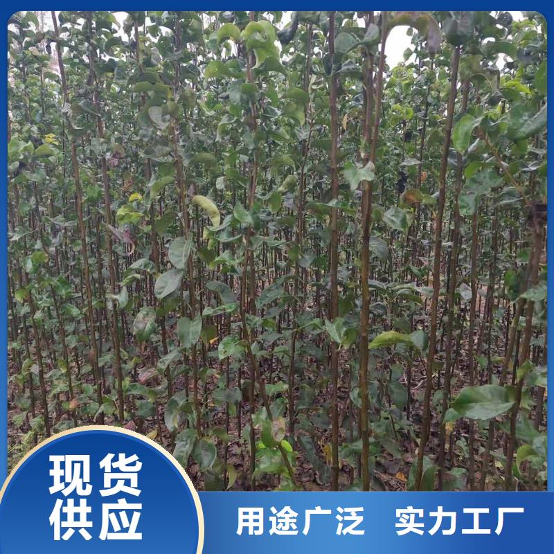 ​秋月梨种植苗批发多少钱同城厂家