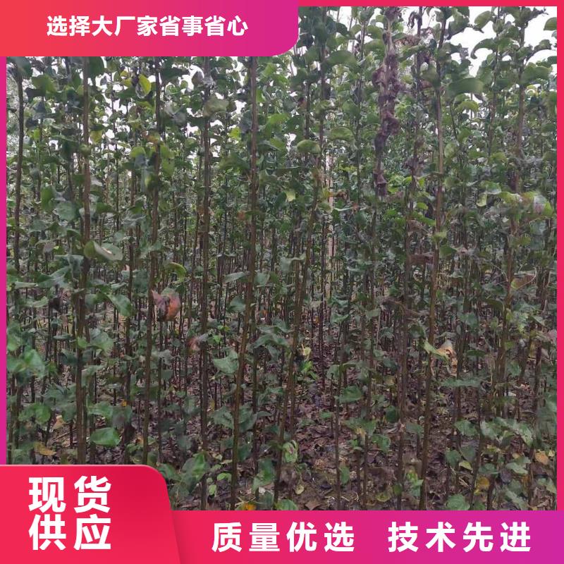 秋月梨苗種植方法庫(kù)存齊全廠家直供