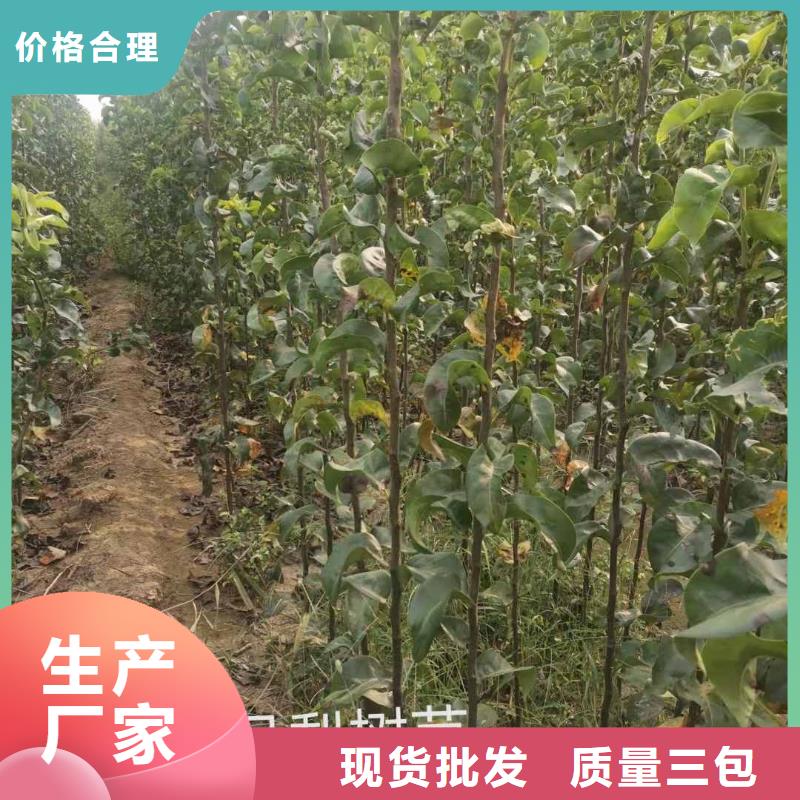 秋月梨苗种植时间同城供应商