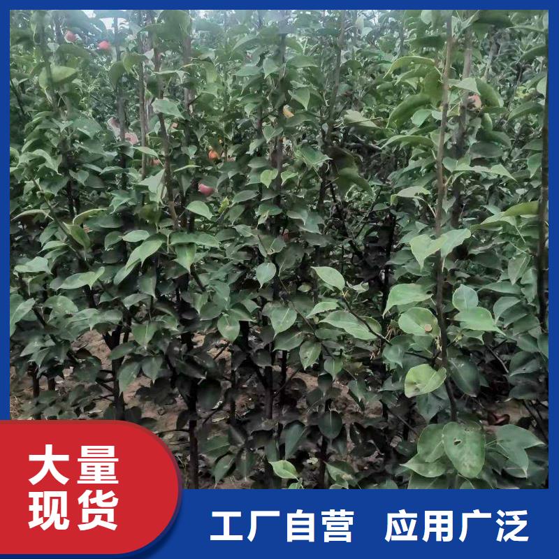 秋月梨种植苗病虫防治量大从优