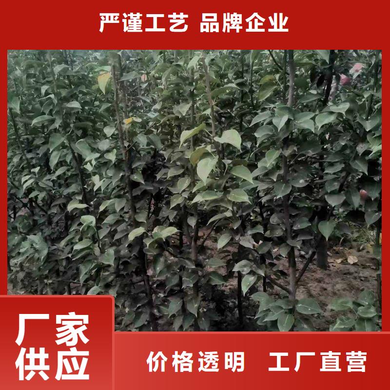 秋月梨苗品种介绍来电咨询