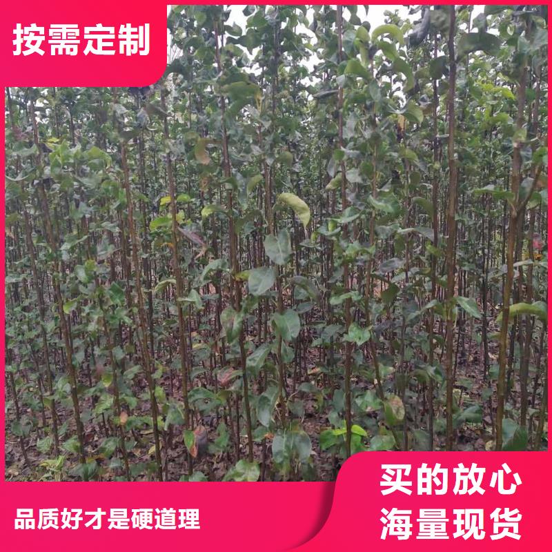 梨皇冠梨树苗出厂价专注品质