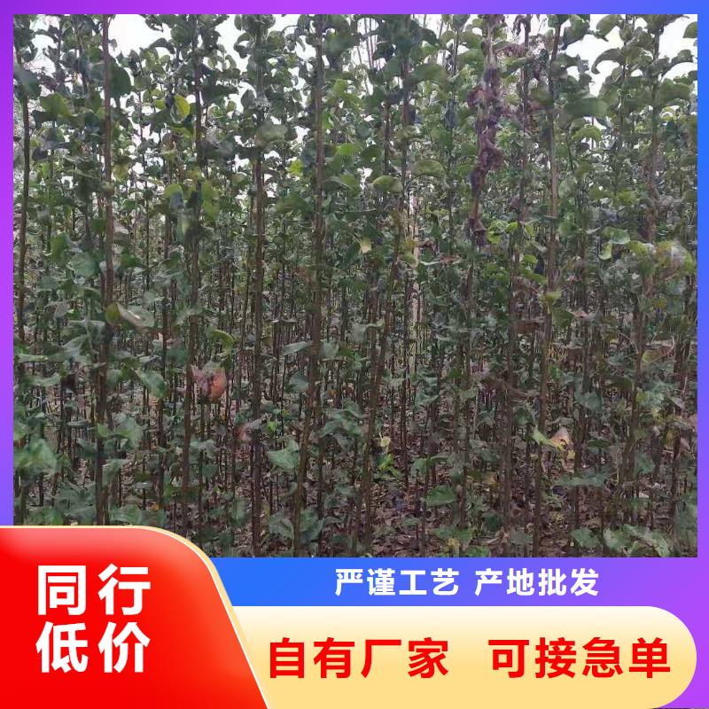 秋月梨苗种植基地当地货源