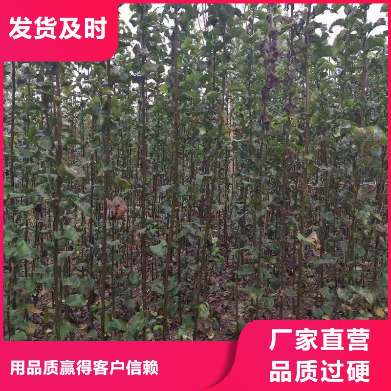 秋月梨苗批发本地厂家