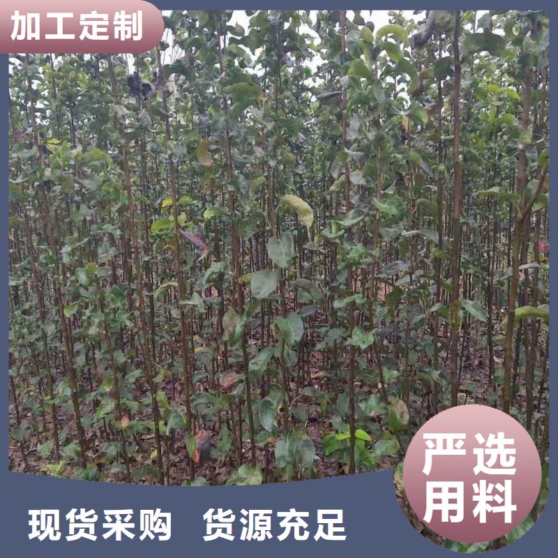 秋月梨苗新品種自有廠家